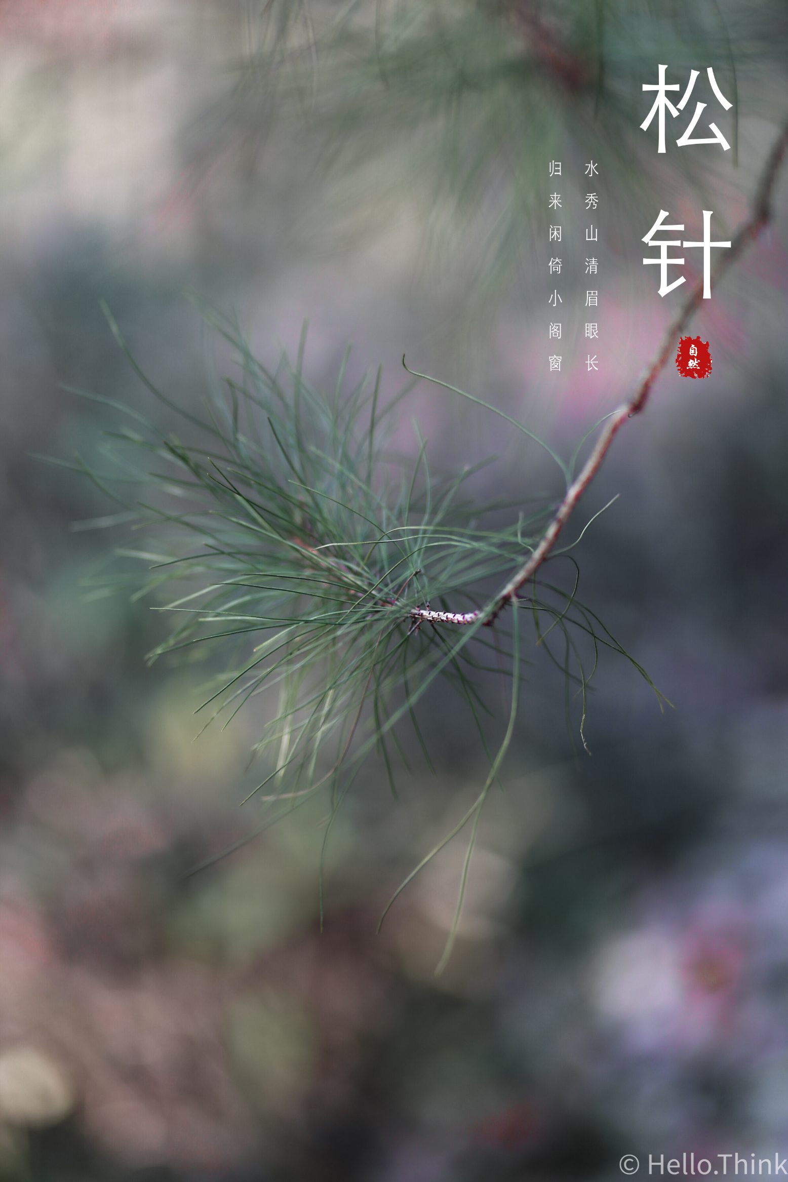 松树松针