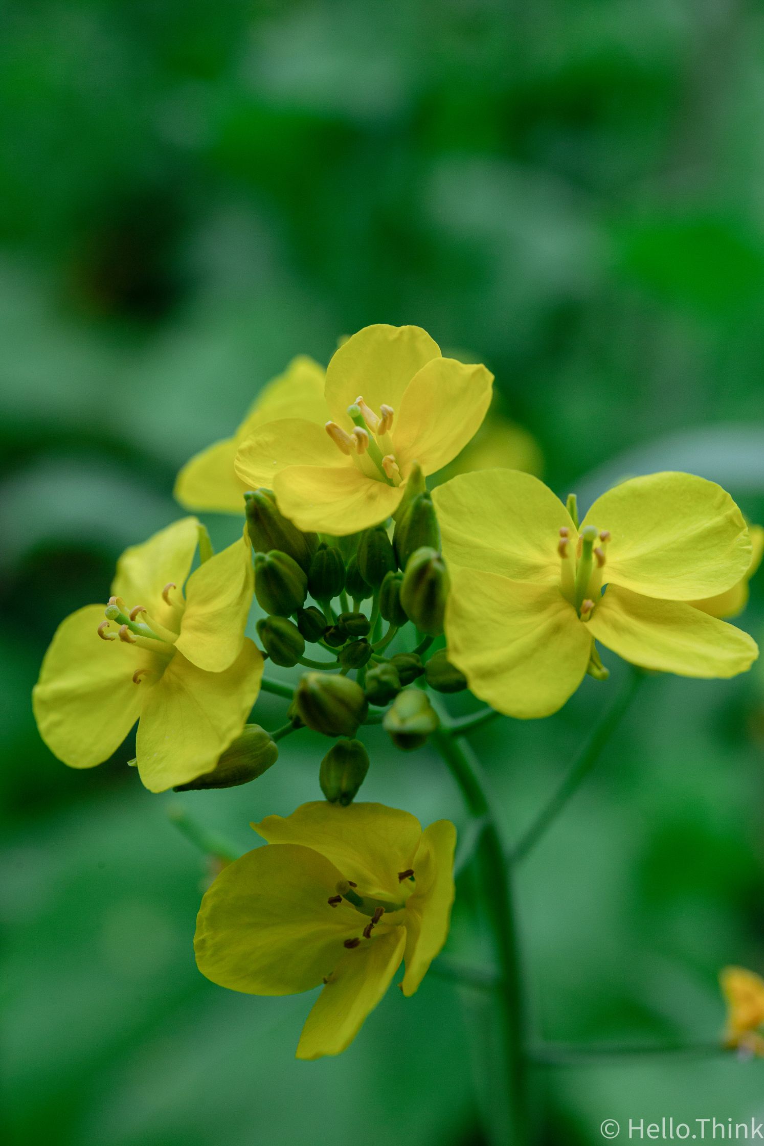 老家油菜花一组