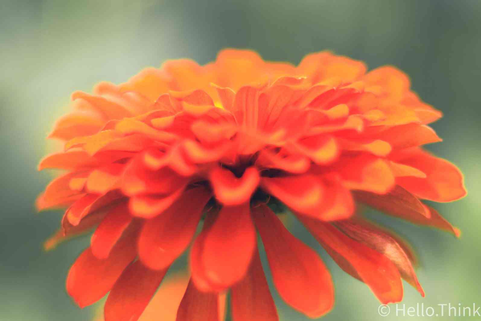 花花草草